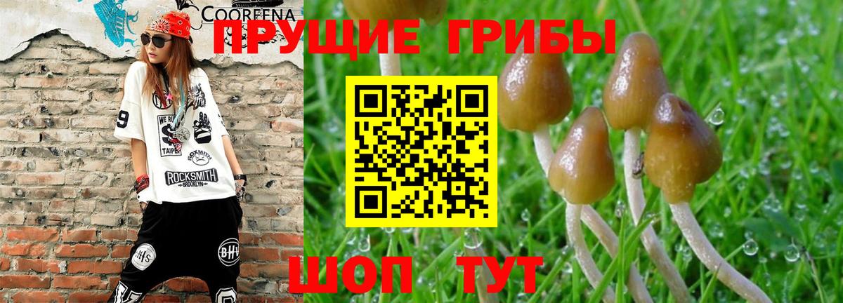 Жуковский  Псилоцибиновые грибы мицелий  Псилоцибиновые грибы прущие грибы  Вход с VPN 